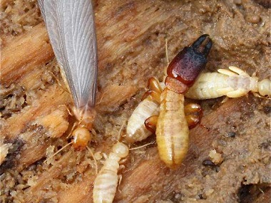 沙埔白蚁防治中心两种常用灭白蚁方法